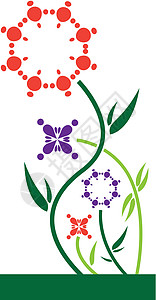花植物艺术品橙子绿色生态花束树叶插图圆圈花序背景图片
