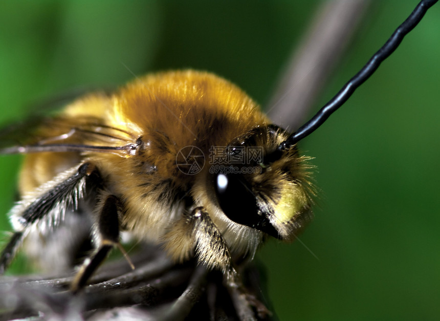 大黄蜂眼睛野生动物宏观身体黄色漏洞蜜蜂熊蜂生活翅膀图片