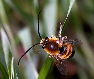 大黄蜂美丽的黑色的图片素材