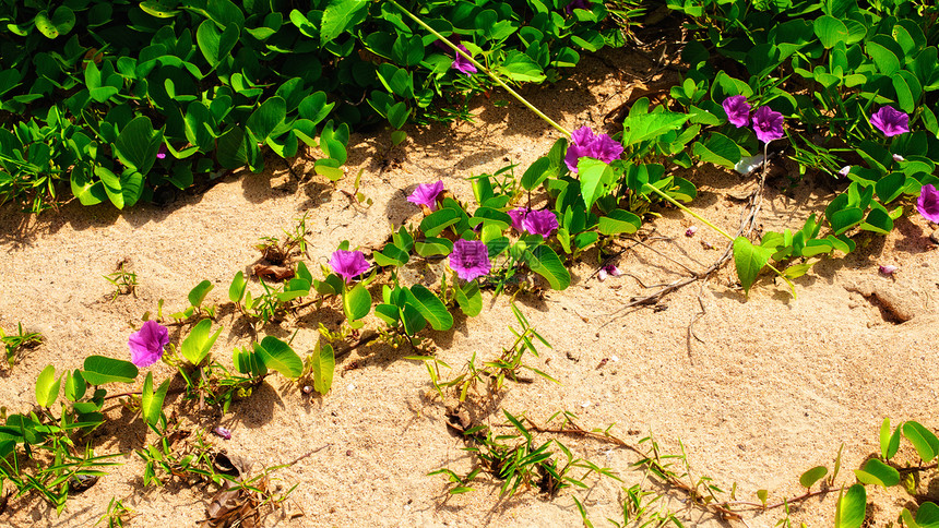 海滩上的鲜花风格植物群树叶紫色热带装潢木头植物学婴儿衬套图片