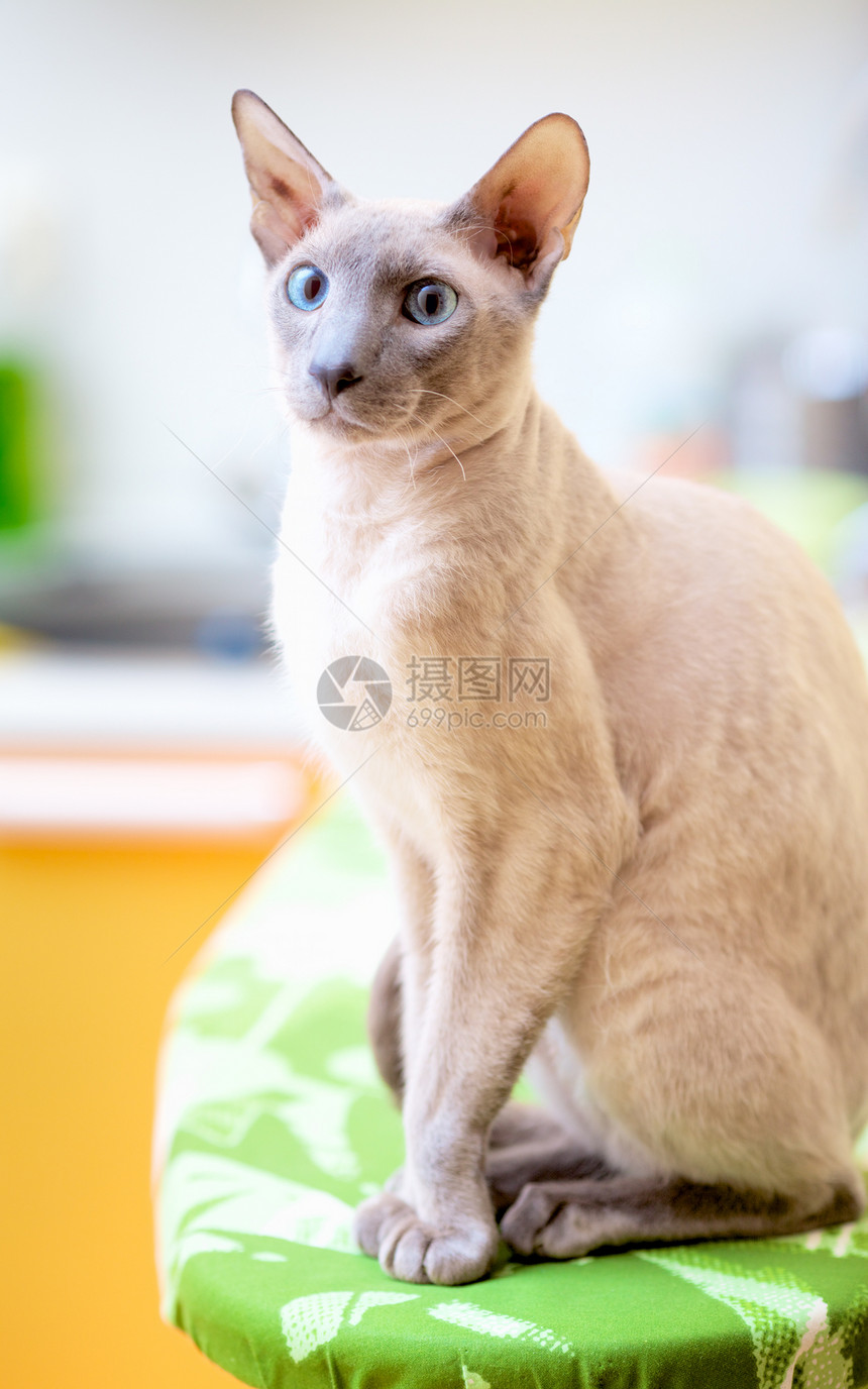 无毛猫小猫成套椅子鼻子好奇心耳朵宠物奢华蓝色动物图片