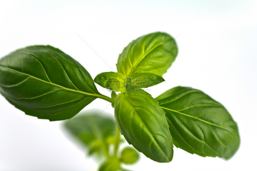 巴西尔绿色香气沙拉香料草本烹饪芳香植物草本植物美食图片