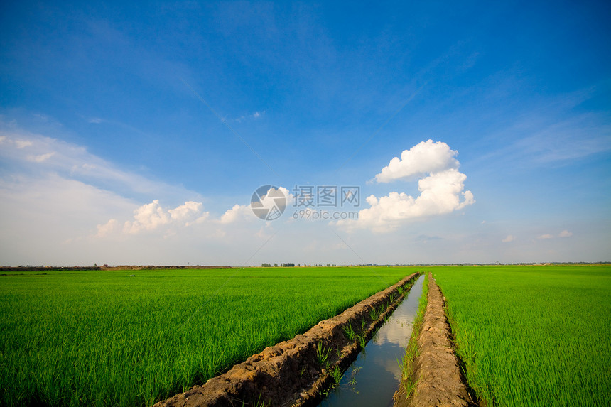 绿草晴天生长蓝色太阳草地场景季节多云天空牧场图片