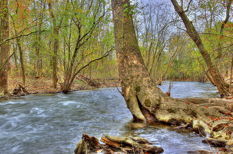 在穆斯卡内松河上 有棵弯曲的树背景图片