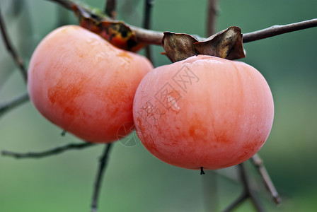 Persimmon 双环西蒙水果浆果红色黄色橙子植物季节农业乌木背景图片