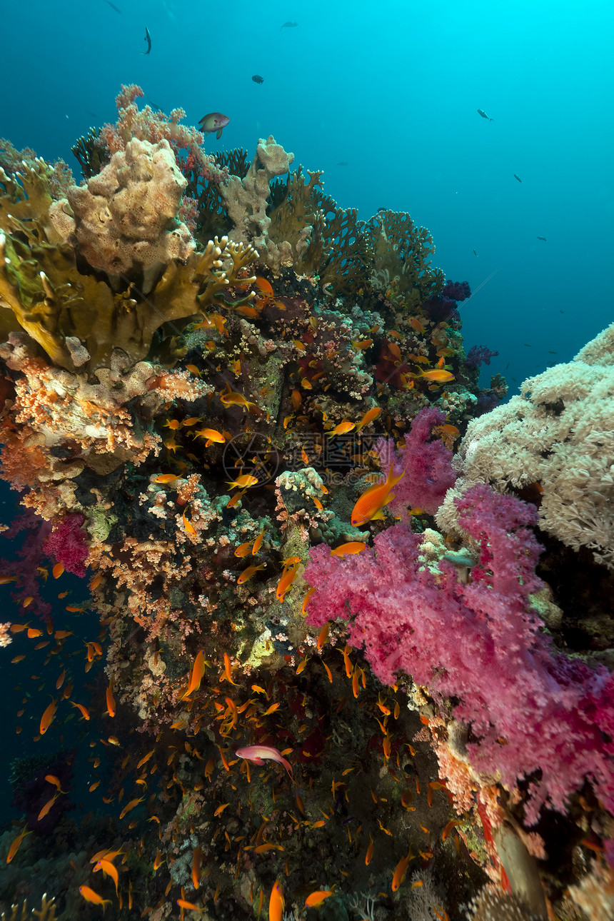 红海热带水下风景异国太阳光潜水海洋珊瑚情调海景天堂场景生活图片