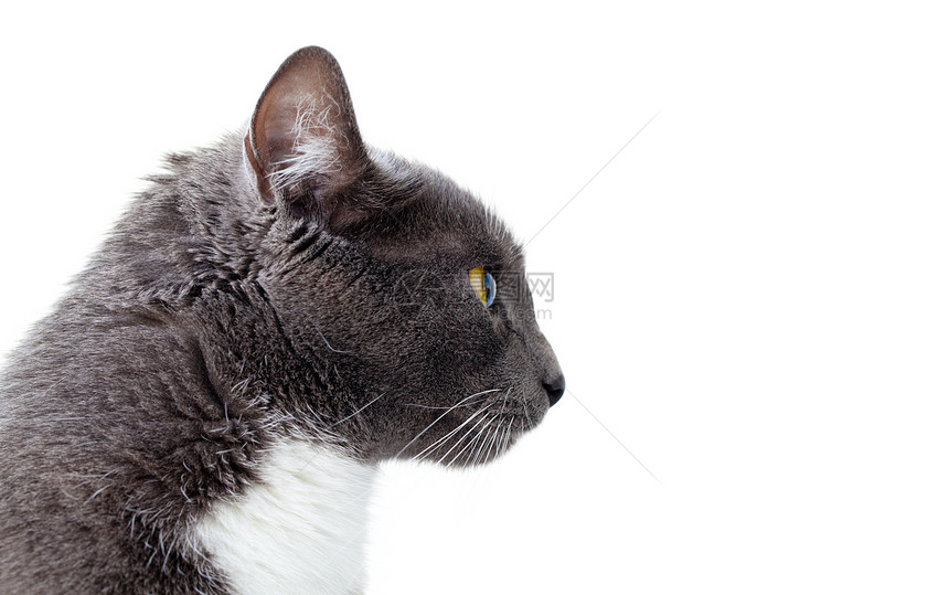 灰猫 复制空格 白底孤立白色猫科动物哺乳动物脊椎动物猫眼工作室主题家畜灰色宠物图片