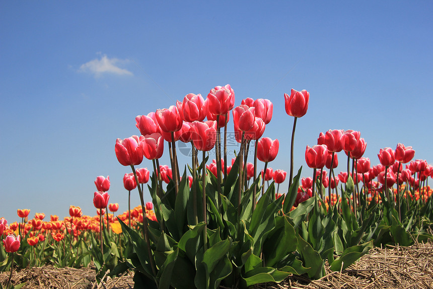 粉红的郁金香在花生树上生长蓝色花束季节性场地阳光天空绿色灯泡宏观植物群图片
