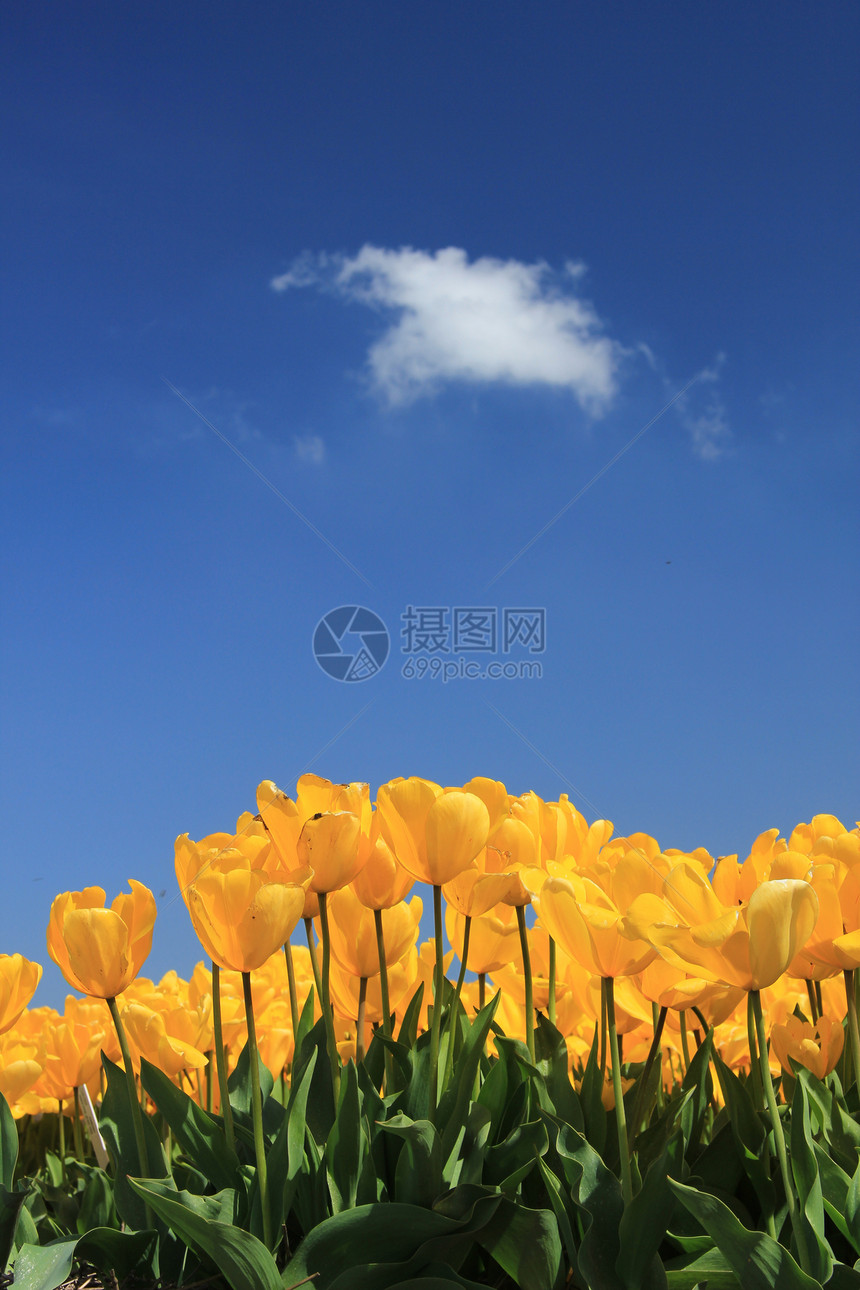 田野中生长的黄色明黄色郁金香绿色阳光概念植物群宏观场地花束季节性蓝色灯泡图片