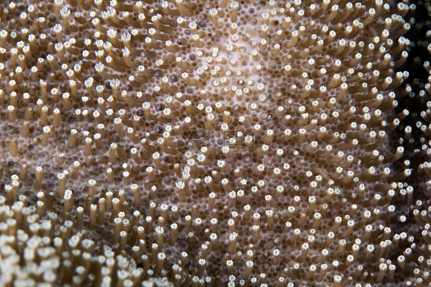 红海的珊瑚质地生活异国情调潜水盐水热带海洋蓝色图片