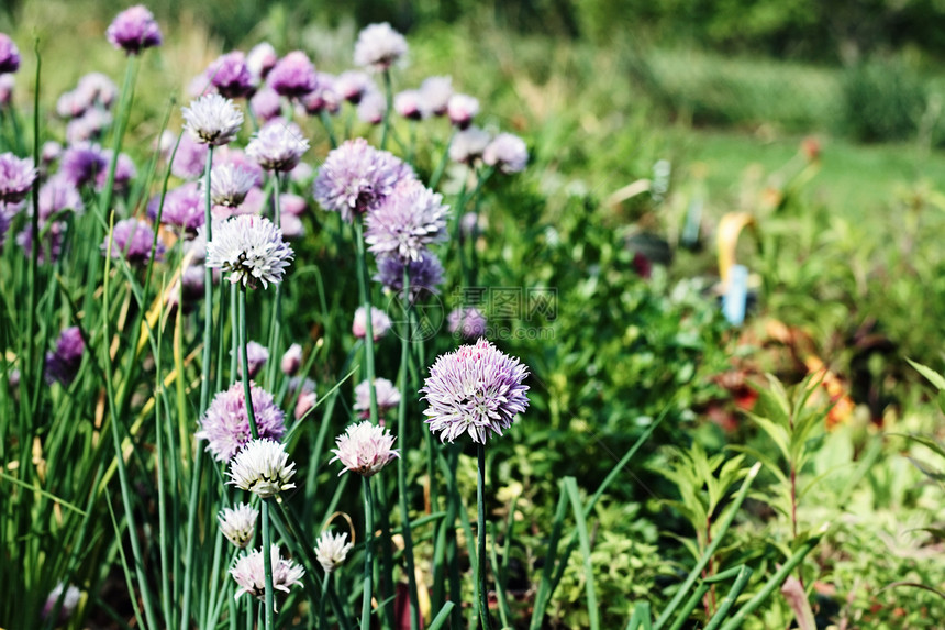 香花花葱属紫色场地植物学韭菜美人鱼摄影照片菜园植物图片
