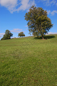 一棵树坡草地金士顿高清图片