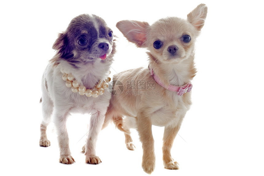 小小狗吉娃娃犬类衣领项圈棕色宠物伴侣珍珠工作室动物白色图片