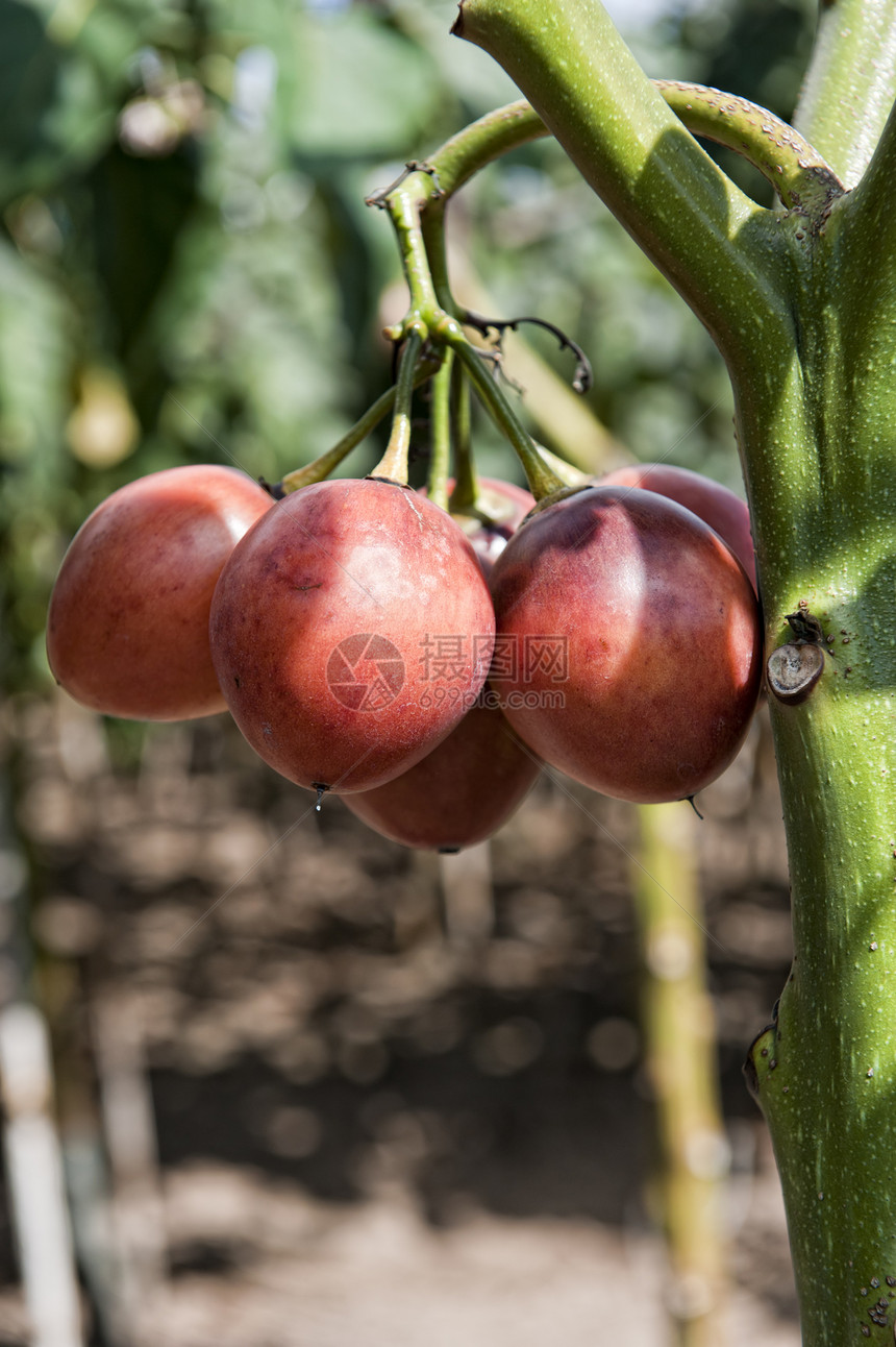 Tamarillo工厂营养赤道食物农业情调热带饮食红色水果植被图片