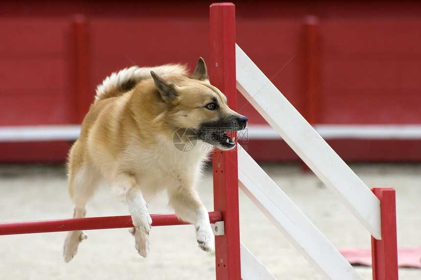 冰岛牧羊犬的敏捷性图片