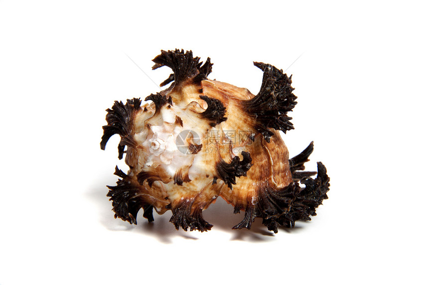 六氟环十二烷物品粉笔贝壳贝类摇篮碳酸盐骨骼扇贝动物工作室图片