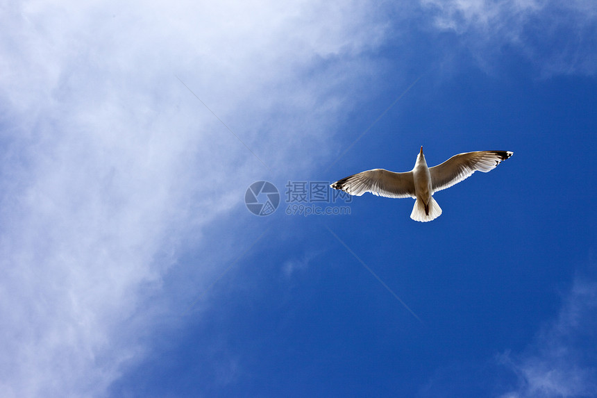 正在飞行的海豹海滩翼展探索自由鸟类翅膀海岸蓝天羽毛阳光图片