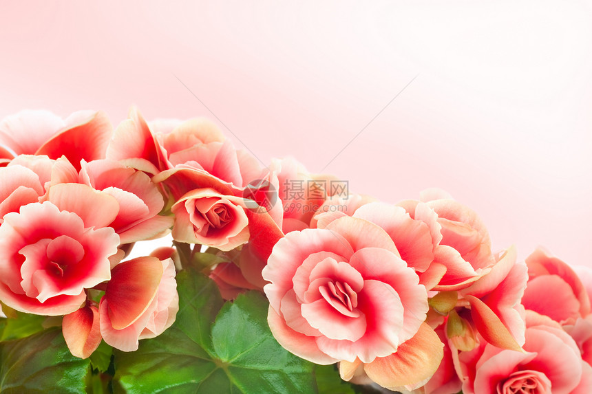 贝戈尼亚Name植物群红色绿色粉色花园美丽植物花瓣花束花朵图片