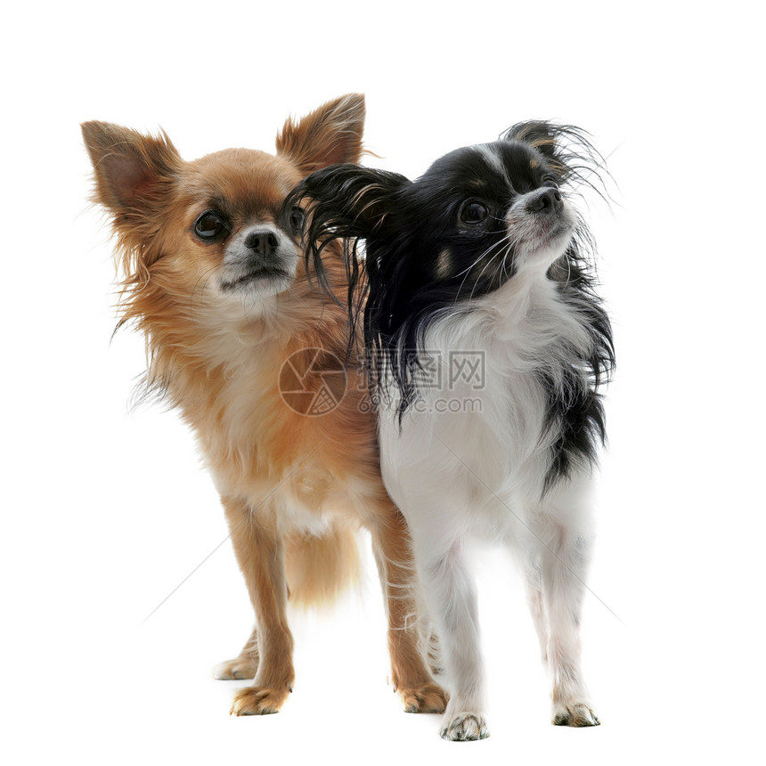 2个吉娃娃宠物棕色黑色伴侣白色犬类工作室动物图片