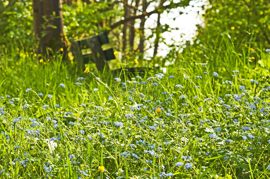 忘记我植物群阳光照射花园团体季节长椅座位美丽生活植物图片