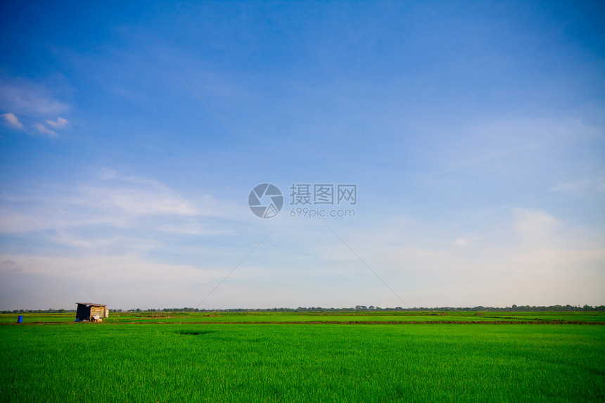 绿草活力乡村地平线农村生长牧场太阳蓝色绿色多云图片