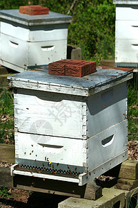 蜂巢蜂窝蜂窝蜂巢建筑物昆虫殖民地养蜂人蜜蜂背景