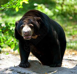 黑熊野生动物力量捕食者哺乳动物爪子濒危危险毛皮动物森林泰国高清图片素材