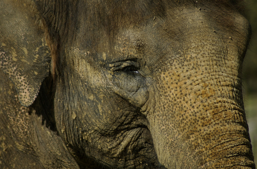 宏/ 特写亚洲大象面孔图片