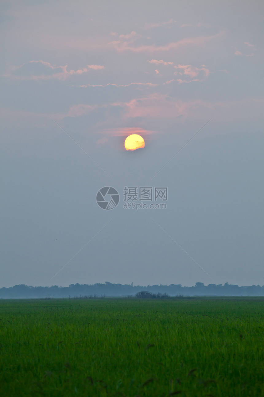 大米日落农场稻田种植园食物植物旅行热带太阳农村草地生长图片