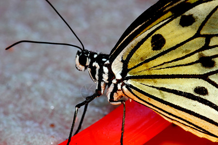 稻纸 大树尼姆夫 伊迪亚利乌科诺昆虫翅膀蝴蝶若虫宏观意念眼睛背景图片