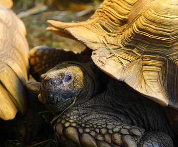 巨龟食草乌龟甲壳爬虫背景图片