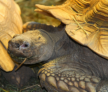 巨龟食草乌龟爬虫甲壳背景图片