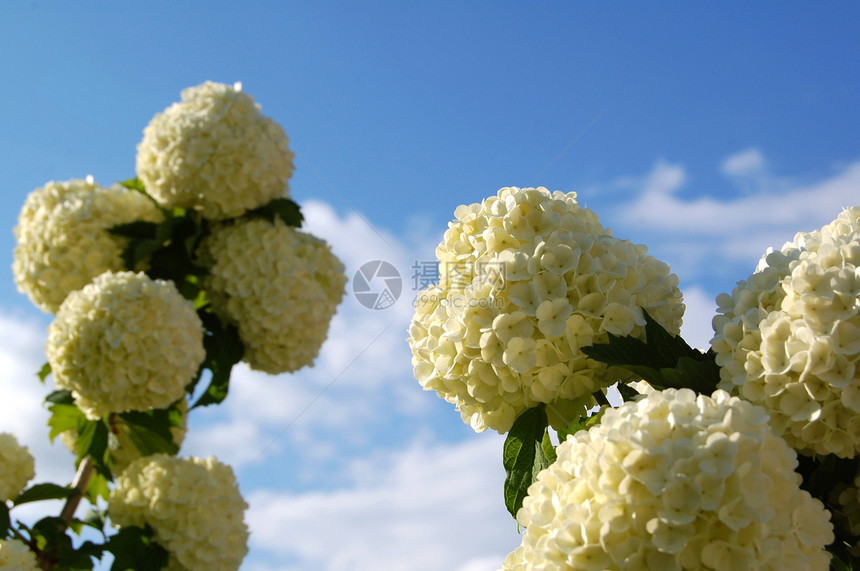 白色花瓣植物雏菊季节季节性美丽图片