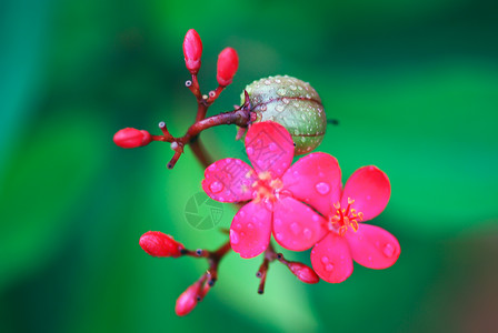 麻疯综合体材料红色花园热带花朵水果环保植物环境绿色背景图片