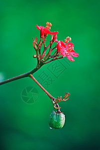 麻疯综合体绿色环保灌木花园材料花朵红色环境热带植物背景图片
