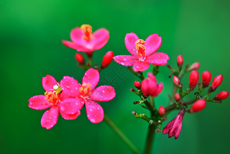 麻疯综合体植物热带材料环境红色花园水果环保花朵绿色背景图片