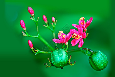 麻疯综合体红色水果环境花园热带灌木环保植物花朵绿色背景图片