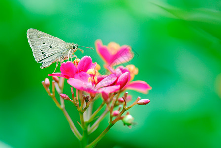 麻疯综合体花园水果花朵热带材料灌木蝴蝶环保环境绿色背景图片