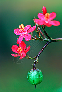 麻疯综合体绿色花朵热带植物水果环保灌木环境红色花园背景图片