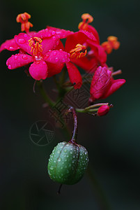 麻疯综合体材料花园绿色环保植物环境灌木花朵热带水果背景图片