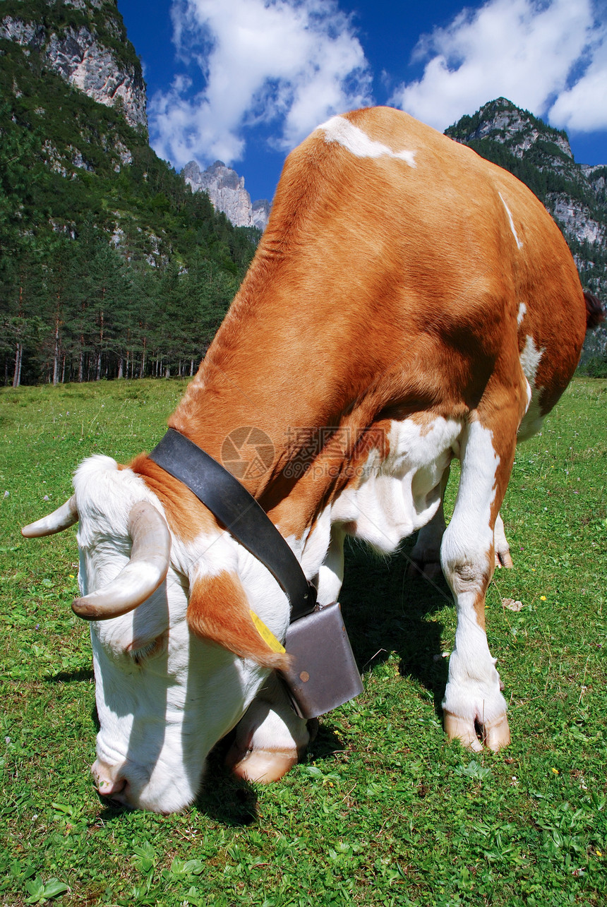 牛棕白在肺炎上吃场地哺乳动物草原牛奶田园动物闲暇乡村农场小牛图片
