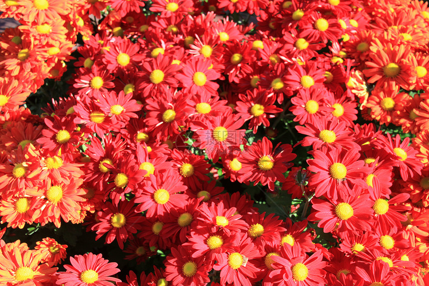 红和黄活力花瓣雏菊花园季节植物生长园艺黄色红色图片