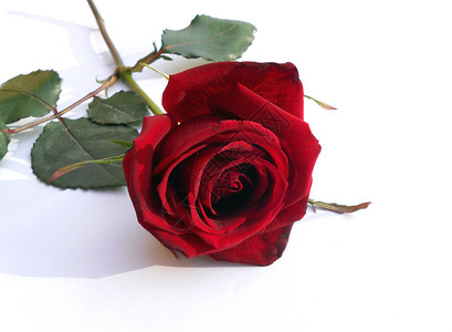 红玫瑰婚姻婚礼叶子树叶花瓣礼物红色背景图片