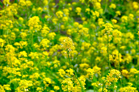 黄色花朵团体乡村花园叶子农场太阳场景文化生长绿色高清图片
