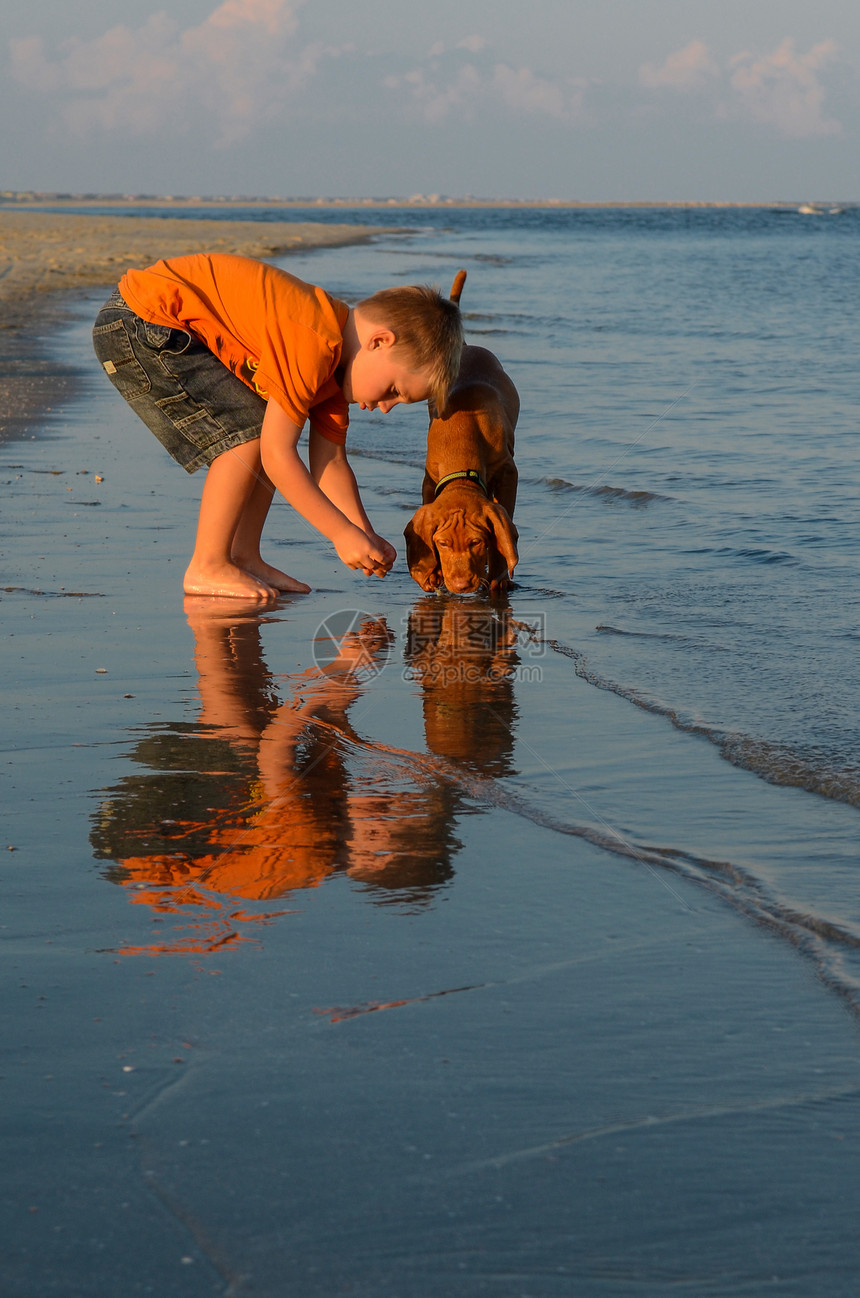 海滩边的小男孩和小狗狗图片