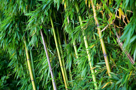 竹园艺竹子温泉花园生物生长气候活力植物叶子背景图片