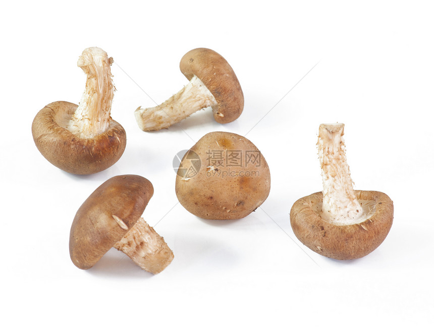 孤立的蘑菇食物宏观营养白色工作室季节性蔬菜团体烹饪菌类图片