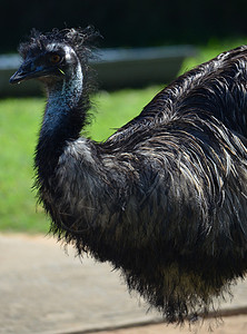 澳洲 emu好奇心鸟类眼睛脖子动物荒野野生动物背景图片