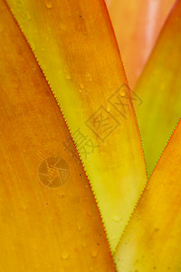 脊柱叶叶宏观黄色照片叶子橙子背景图片