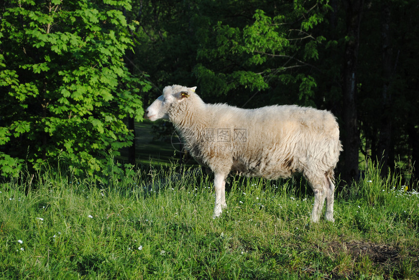 羊动物牧场羊毛农业羊群羊肉羔羊农场主权人文景观图片